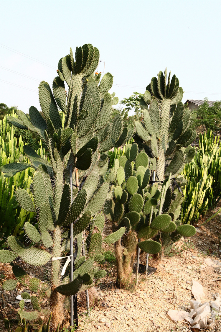 多浆多肉植物批发沙生景观仙人掌 鱼鳞园林植物 基地直销欢迎参观