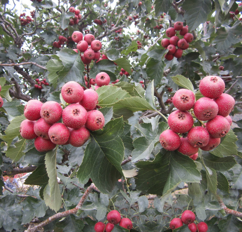 产地直销鲜山楂手摘优质甜红子新鲜山楂果糖雪球专选产品