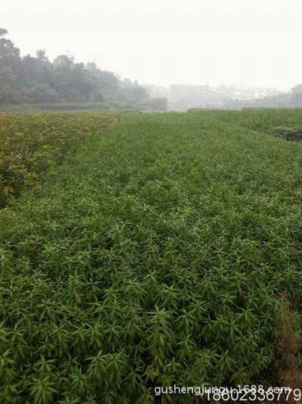 重庆优质毛桃苗_桃子苗