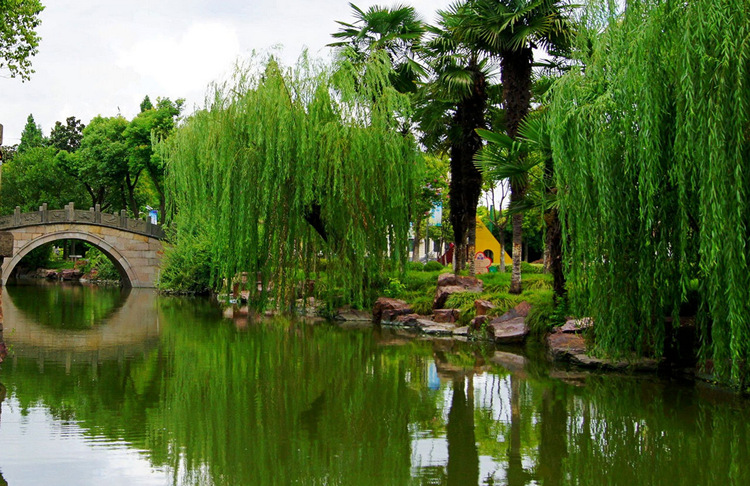 大量大柳树垂柳旱柳汉柳汗东北大树园林树苗绿化全国现货