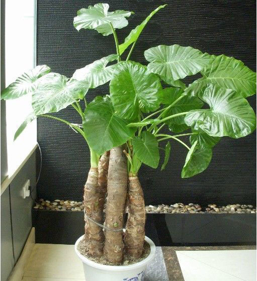 大量批发优质盆栽植物 滴水观音 盆景 客厅卧室办公室
