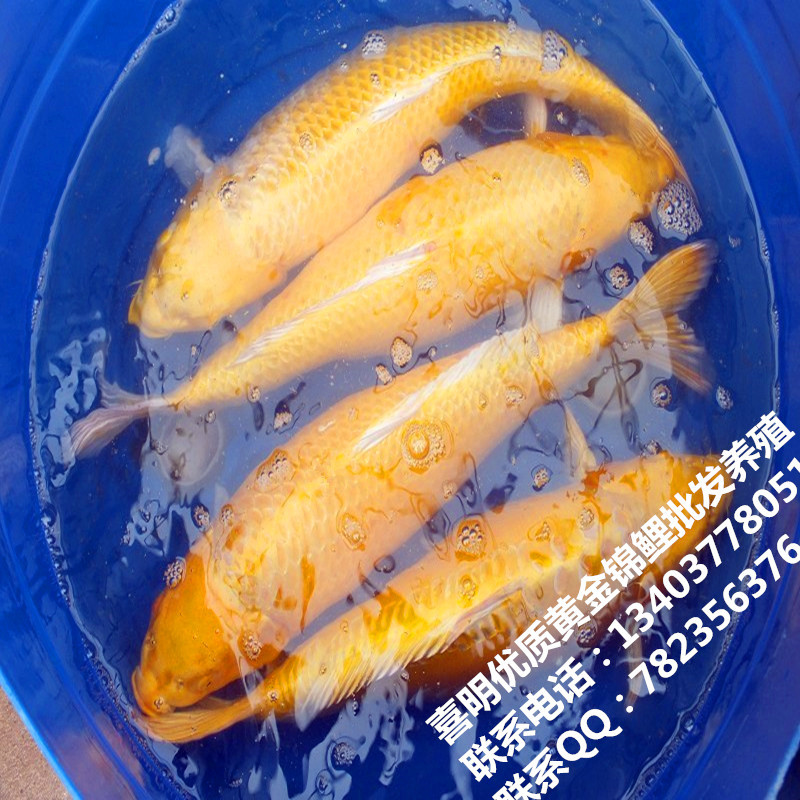 精品观赏黄金锦鲤鱼 黄金锦鲤批发金黄色招财大黄金日本锦鲤活体