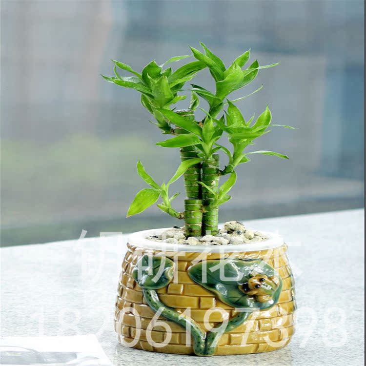 基地出售花卉室内观叶植物水培佛肚竹量大优惠价格从优