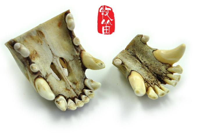 小狼嘴 挂件 吊坠 狼骨 辟邪 复古民族风 金刚星月菩提吊坠配饰