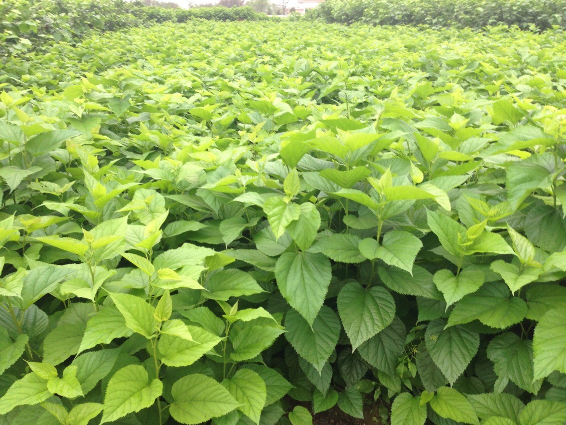 color=red>桑葚 /font> font color=red>叶 /font>包邮