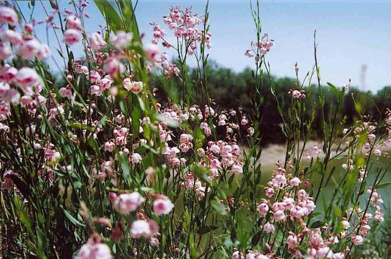 新疆特产 野生罗布麻茶 罗布麻礼盒 特级红麻茶 精装 产地批发