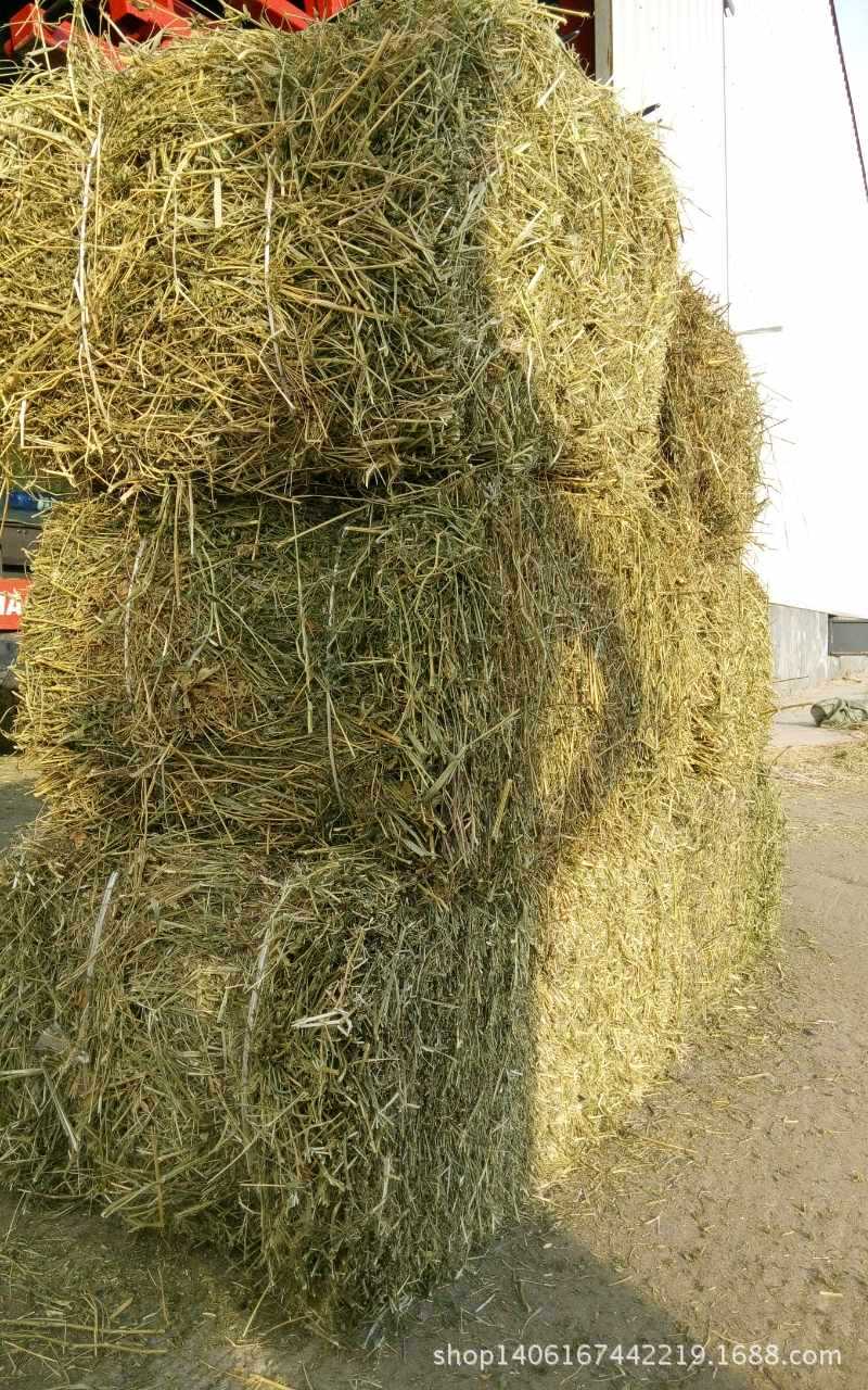 批发零售紫花苜蓿草