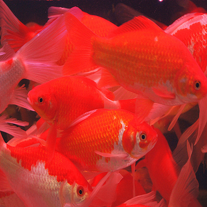 紧缺货源大红草彩鲫鱼供应--河南喜明长尾