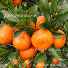 糖桔果苗价格_今日最新沙糖桔果苗价格行情走