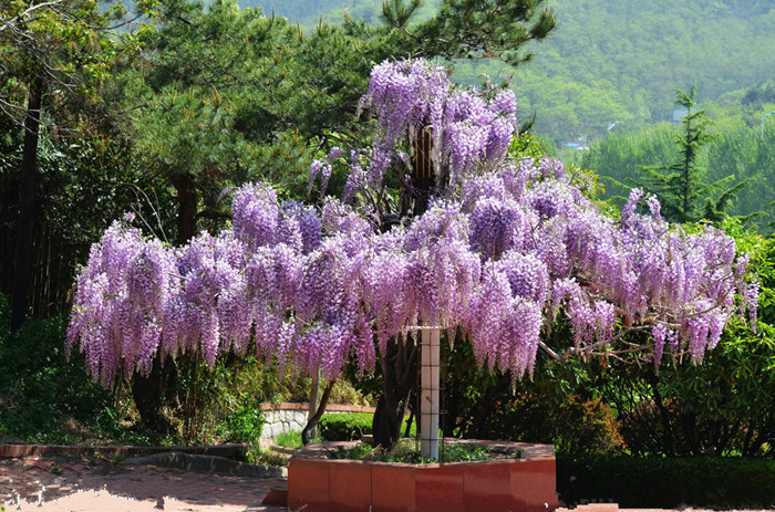 基地紫藤树苗庭院别墅美化多花紫藤苗紫花紫藤攀援