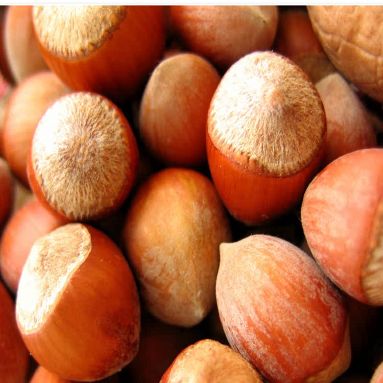 野生榛子大果粒东北特产山板栗 薄壳开口榛子炒货批发价