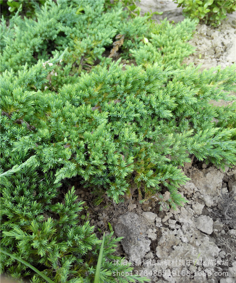 绿化用苗庭院苗沙地柏小苗 铺地柏 松柏树及大小各规格地柏苗子