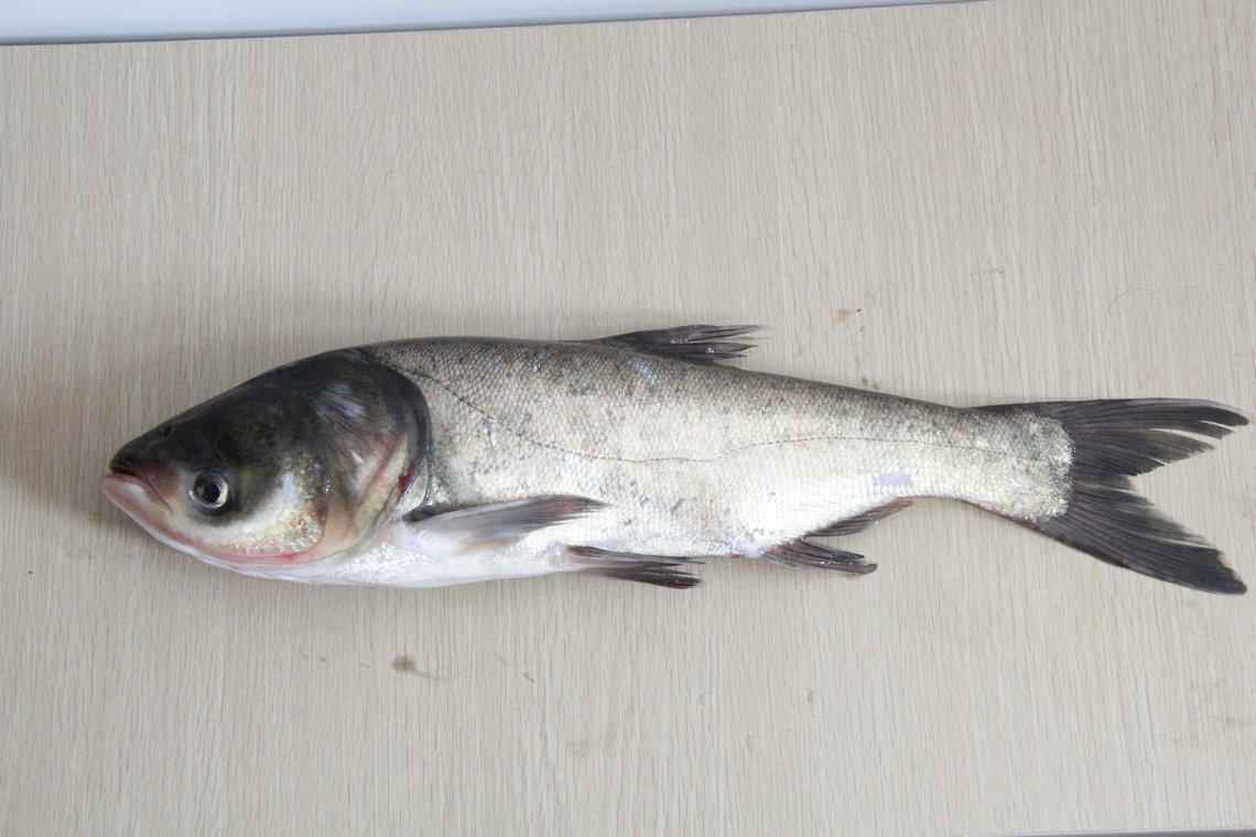 热销供应鲜活水产品雄鱼鳙鱼雄鱼头大生态淡水鳙鱼