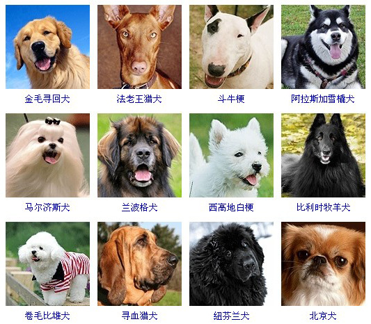 最齐全的大小狗狗品种带图片 狗的品种大全