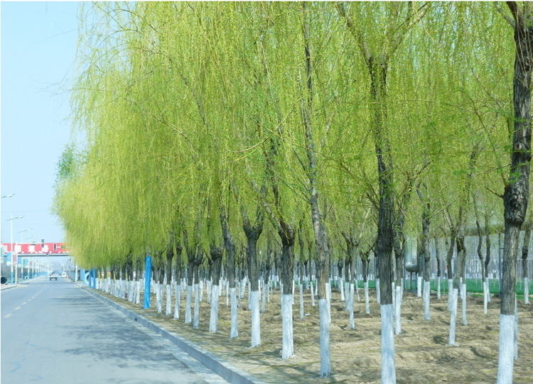 大量大柳树垂柳旱柳汉柳汗东北大树园林树苗绿化全国现货