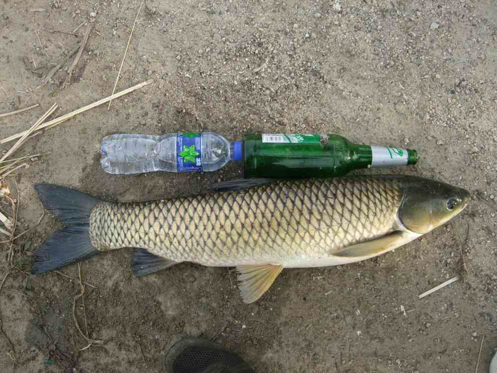 专业销售淡水水产草鱼大草鱼价格优惠20斤鲜活大草鱼