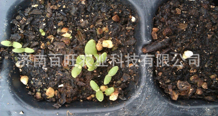 特菜冰草种子 非洲冰菜种苗 原产南非 发芽率高阳台可种
