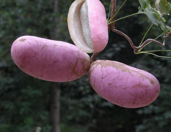 八月瓜红2_副本