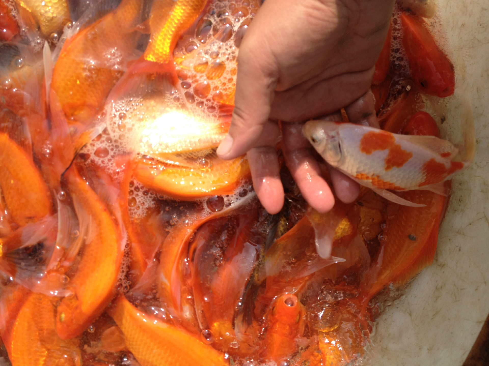 苏州大量批发红草金放生鱼长尾红鲫鱼红白草金