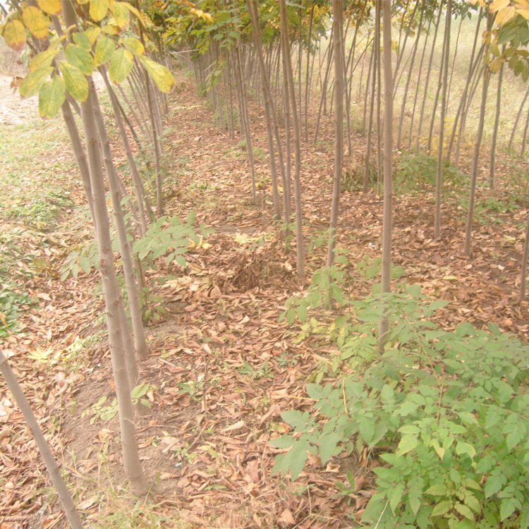 工程绿化 园林植物 栾树 摇钱树小苗 优质苗栾树苗栾树小苗