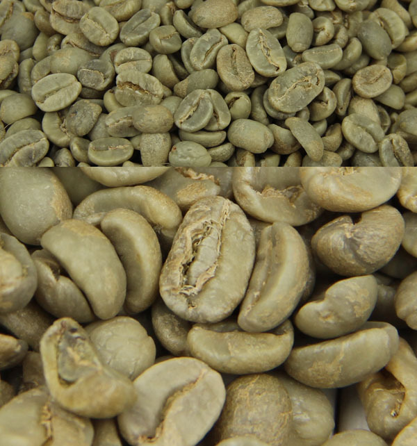 供应尼加拉瓜咖啡生豆 喜悦庄园 shg精品极硬咖啡生豆