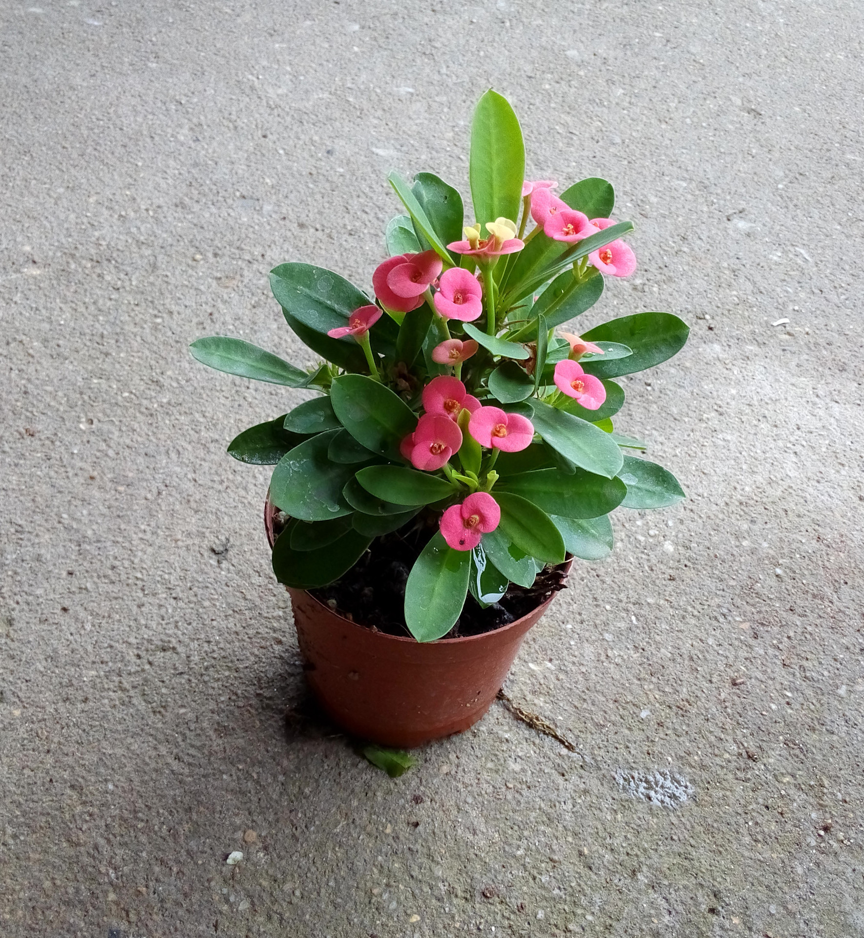 90#铁海棠40盆一箱哦!