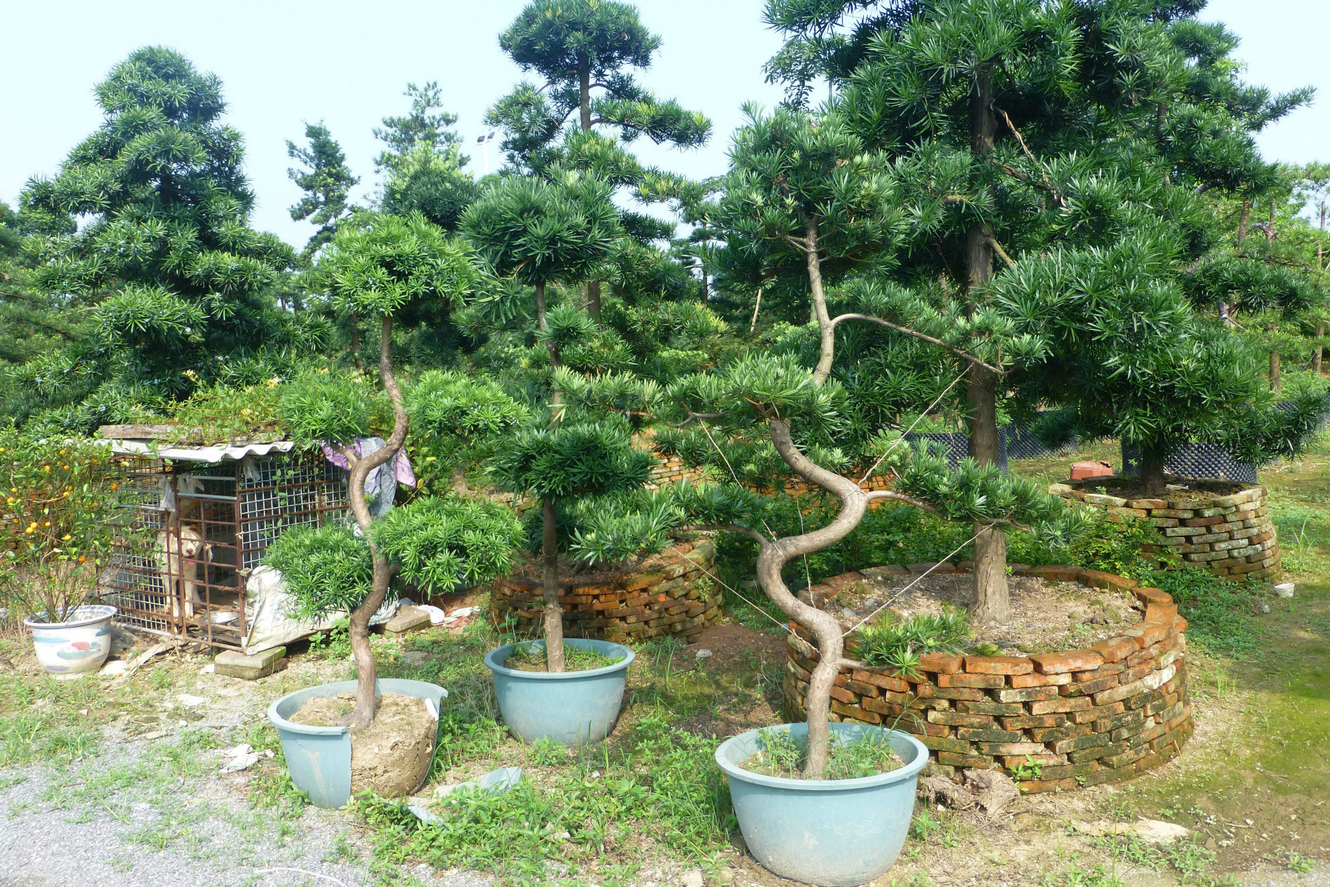 造型弯型罗汉松 道路绿化园林绿化