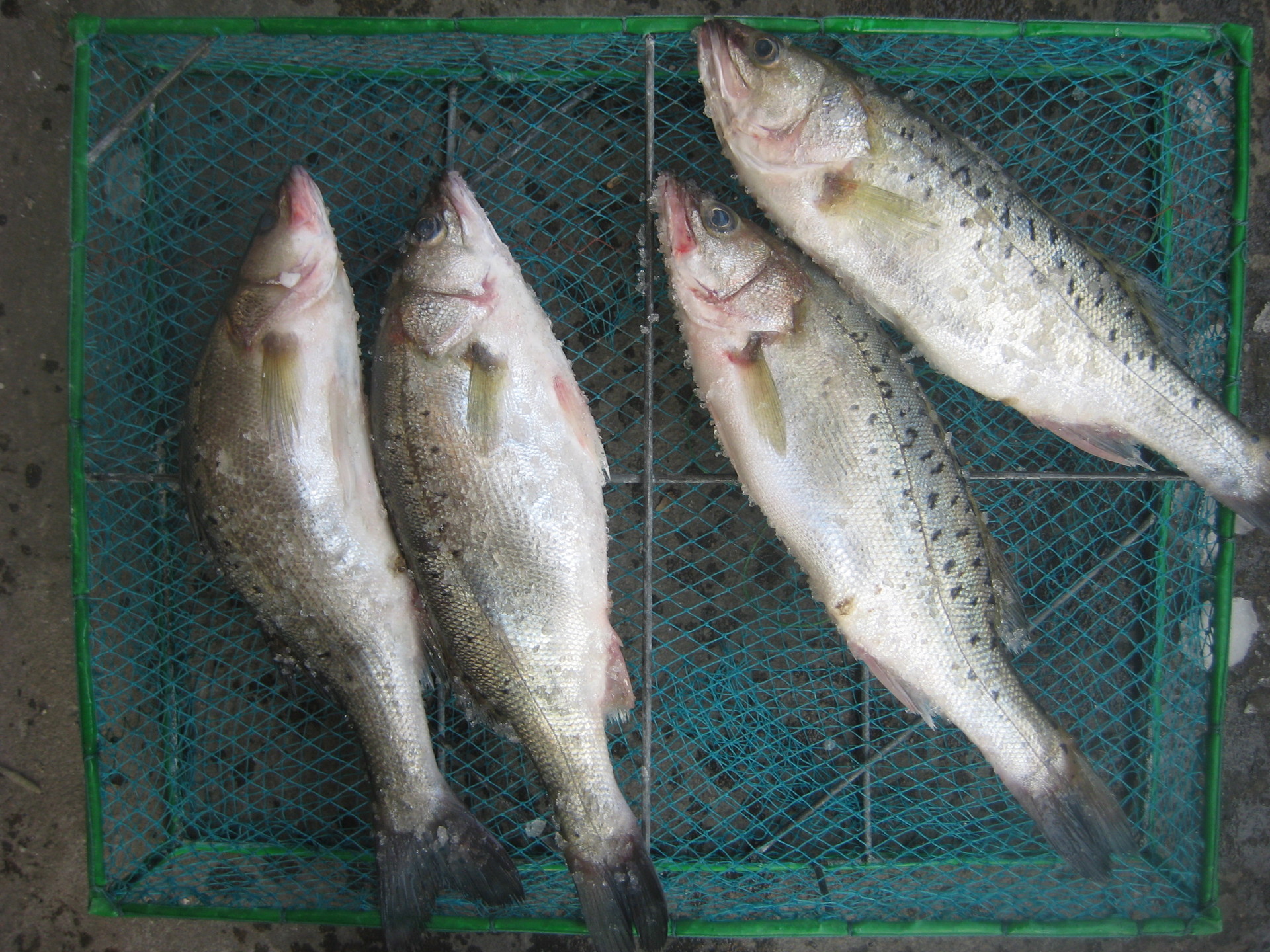 批发供应新鲜水产质优量足新鲜人工养殖鲈鱼