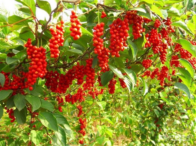 吉林长白山野生北五味子油籽北五味子茶 东北泡酒料五味子批发