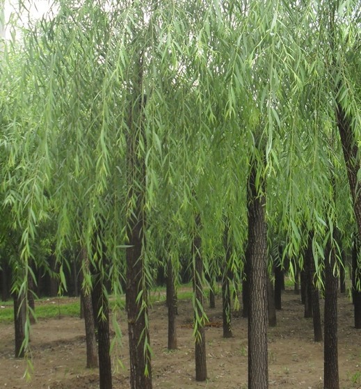 出售柳树苗批发 二次平头定杆垂柳基地供应柳树苗供应商