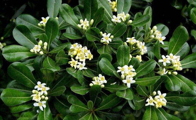 基地大量热销优质海桐球海桐规格齐全欢迎惠顾洽谈