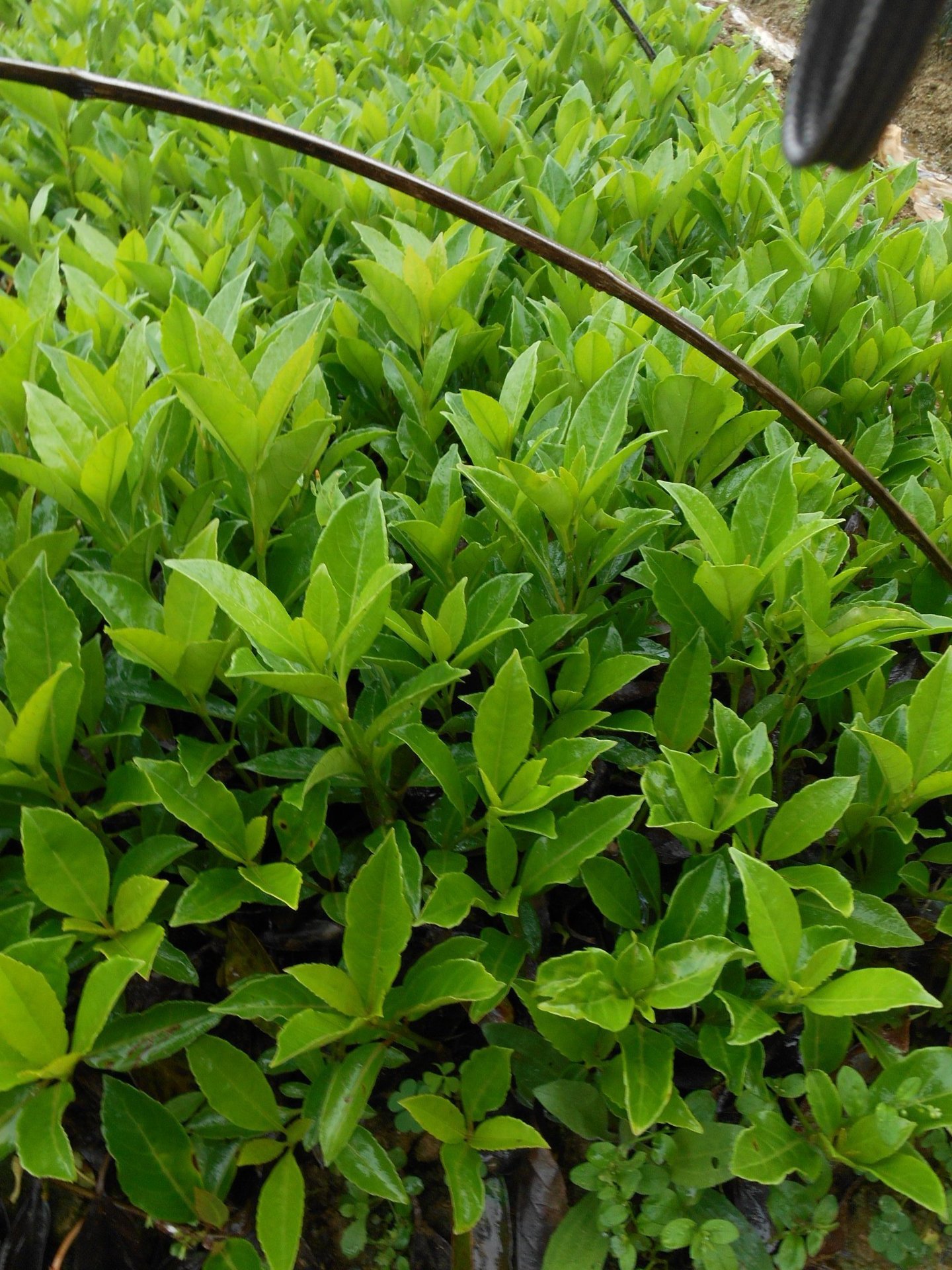 批发法国冬青高度100150公分绿篱常绿苗木湖南珊瑚树价格低