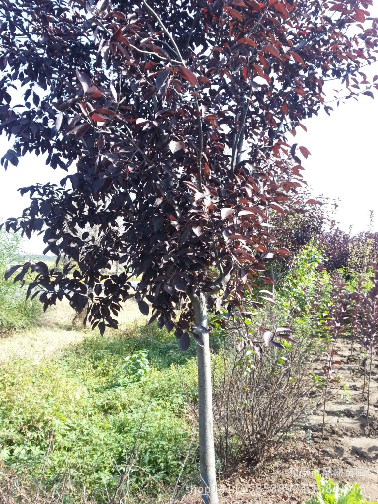 紫叶稠李小苗.紫叶稠李苗木大量出售.