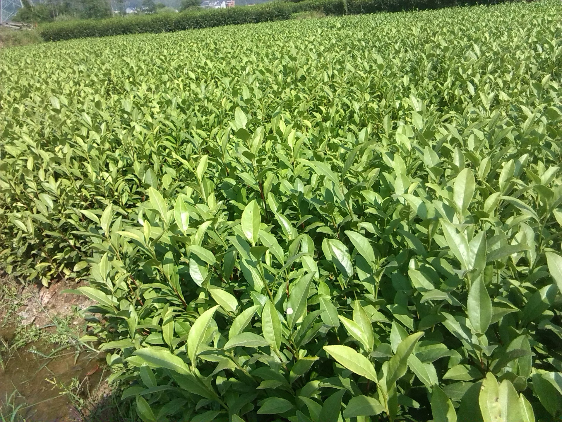 良种繁育基地直销 良种优质无公害安吉白茶茶苗 一年两年苗