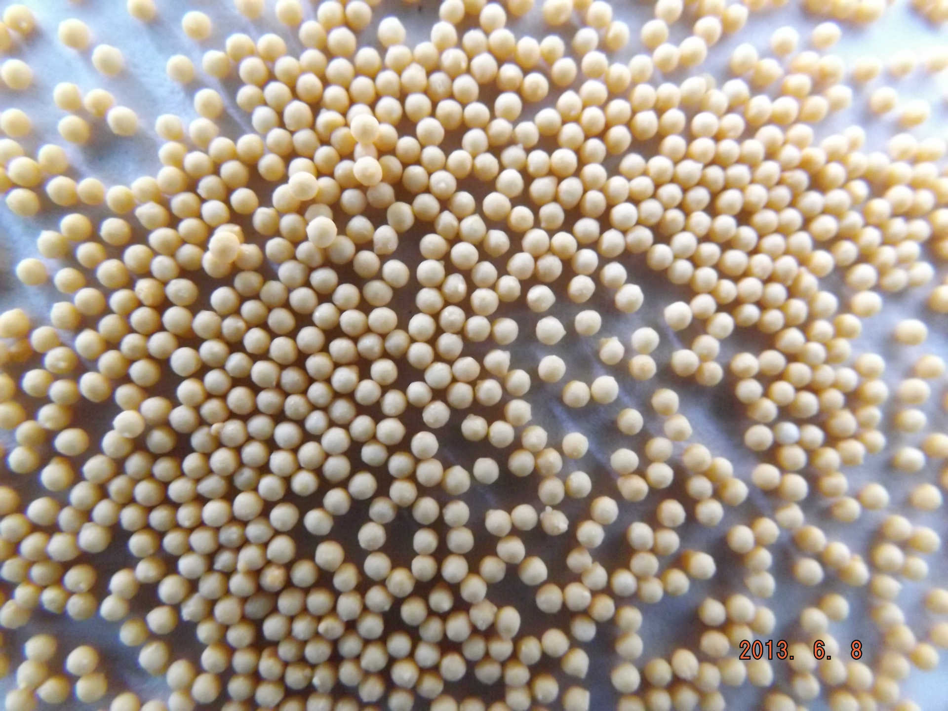 oem微丸_oem微丸产品加工 - 阿里巴巴