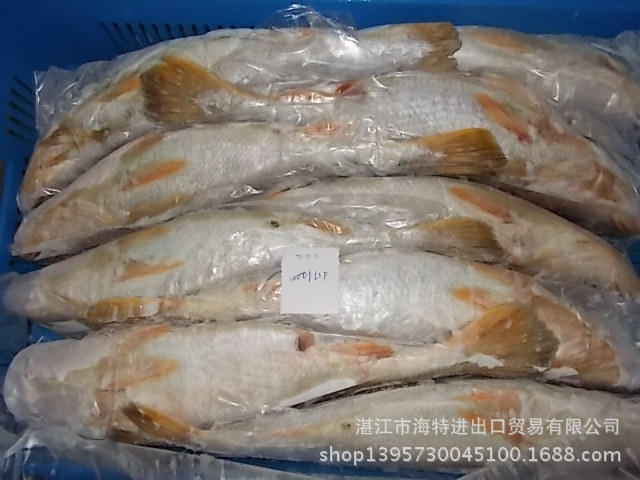 印度白姑鱼 white croaker