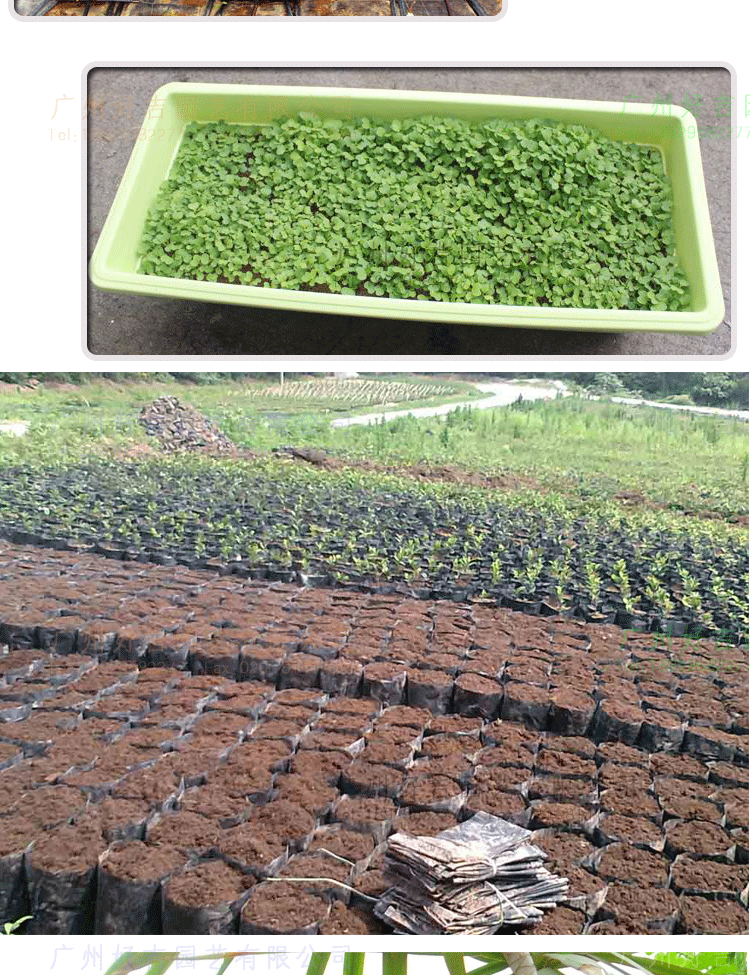 进口椰砖 椰粉砖育苗营养土宠物垫材阳台菜园土650g 特价直销