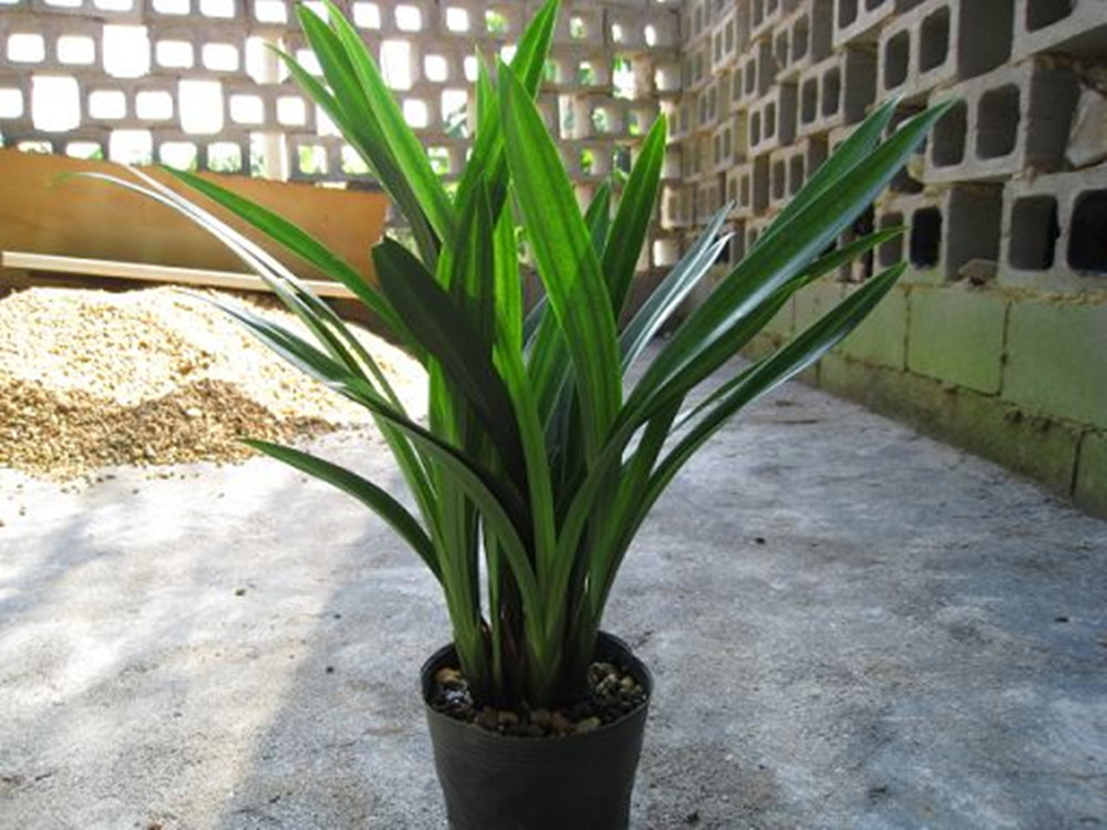 批发墨兰花 报岁兰花 兰花苗 室内盆栽 幽香四溢