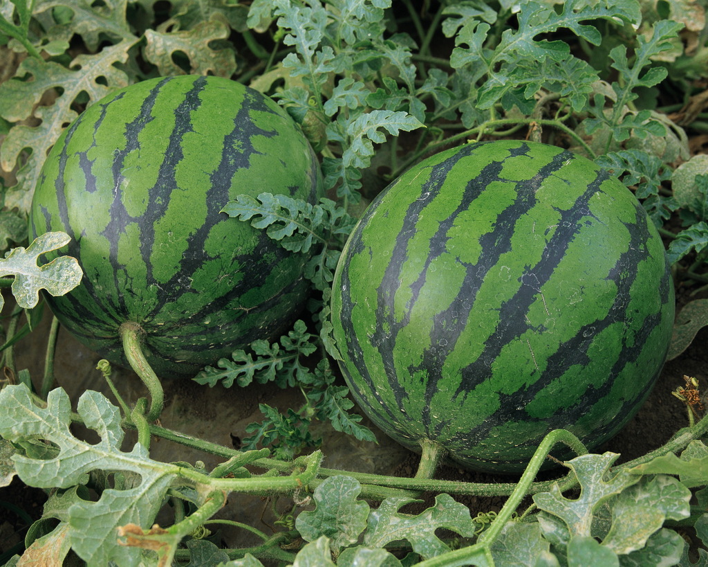 治。打什么农药合适呢!或者还是其他问题