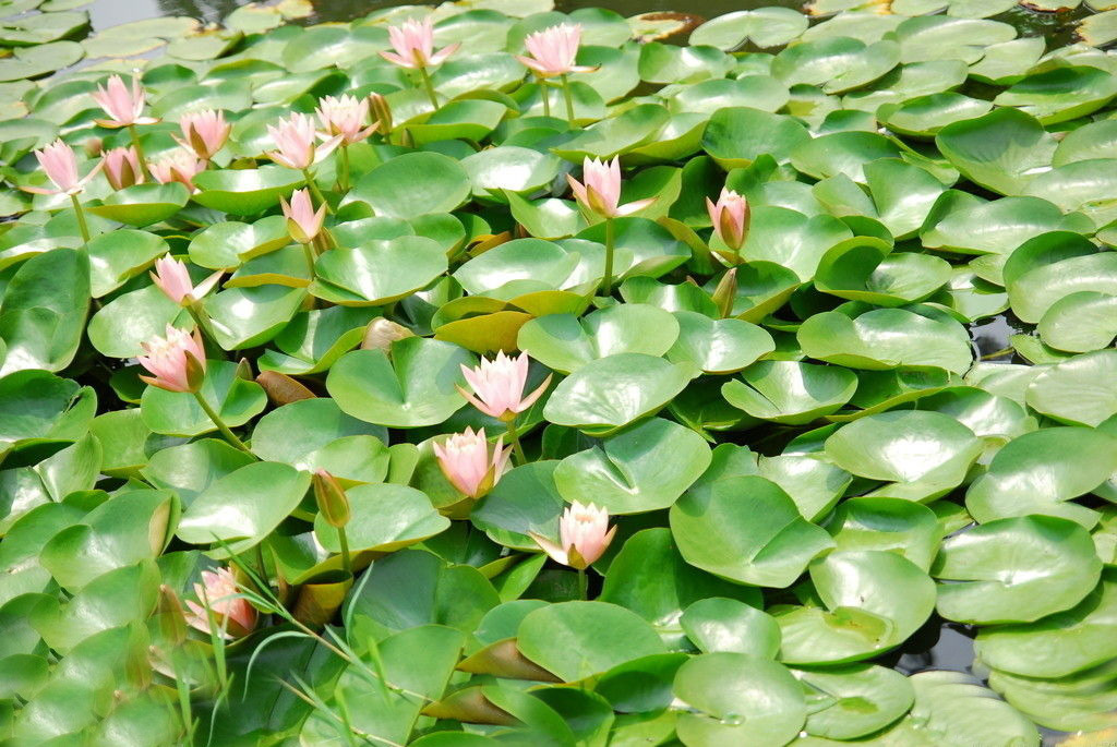 基地水生植物睡莲大块室内盆栽植物 大块水生睡莲水培工程绿化