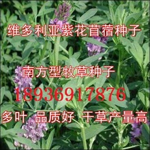 美国紫花苜蓿 维多利亚紫花苜蓿种子 特价销售南方牧草 批发