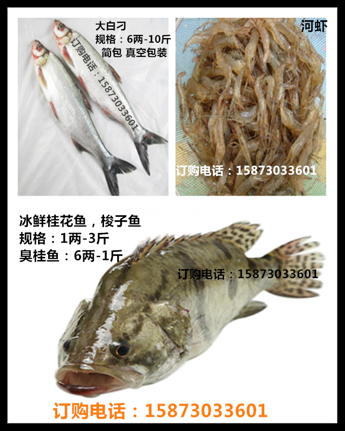 木乃鱼 木奶奶 大量供应批发冰鲜木乃鱼