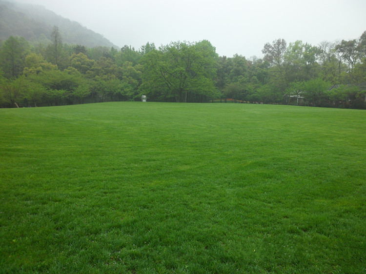 批发四季常青护坡草坪种子庭院绿化专用草种马尼拉种子 量大优惠