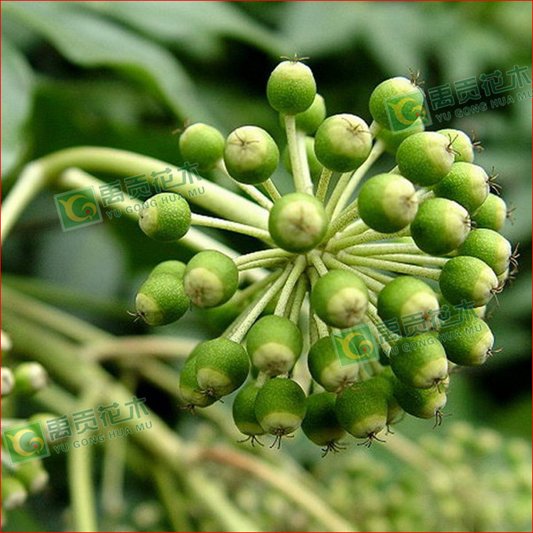 出信绿化苗八角金盘 又名八手,手树,金刚纂