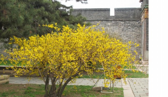 热卖了连翘 连翘苗 连翘花苗 庭院绿篱观赏植物园林绿化