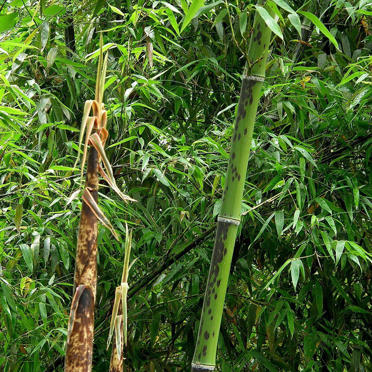 批发斑竹湘妃竹竹子苗绿化工程苗木庭院观赏绿篱竹子
