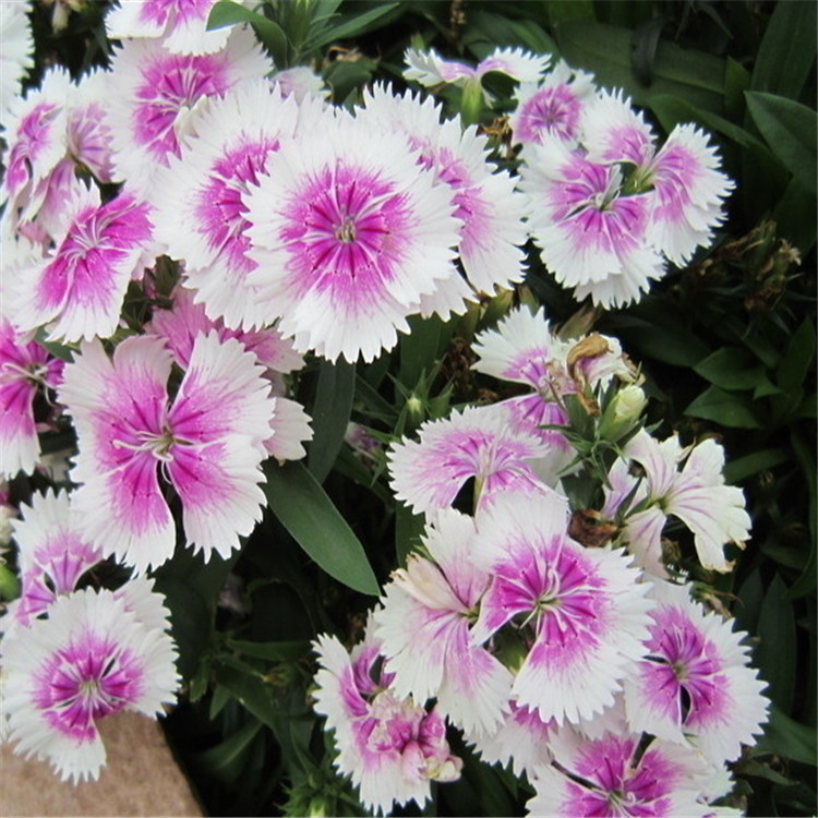 常夏石竹 地被石竹 规格齐全 量大优惠 价格从优