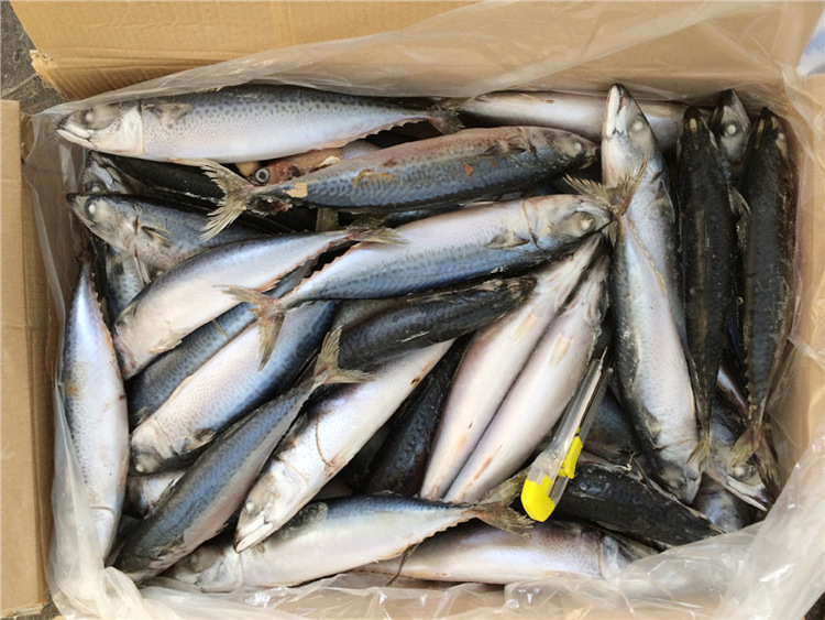 维康兴 鲜冻鲭鱼mackerels 海鲜 鲭专鱼鲜冻海产品鲐鲃鱼