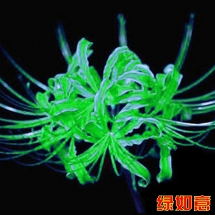 基地 供应优质石蒜种球 彼岸花种球 曼珠沙华 多色可选 量大优惠