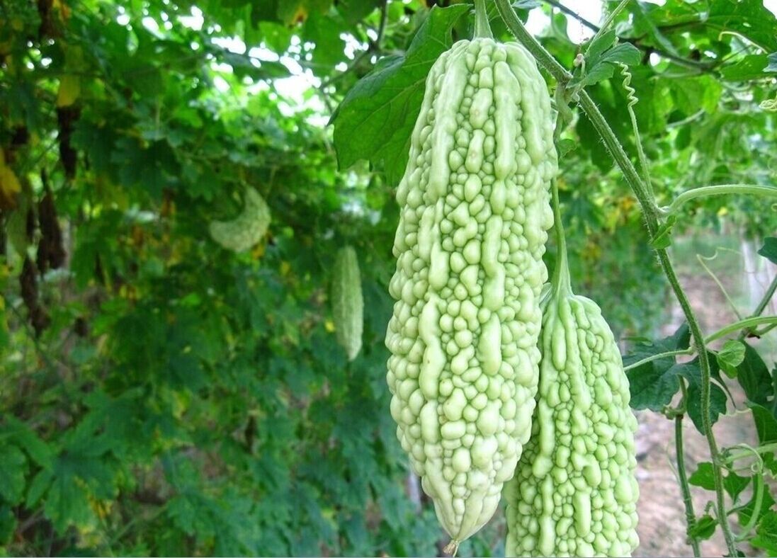 远甜苦瓜片 清暑涤热 解毒 清热 养生花果茶 瓶装40g